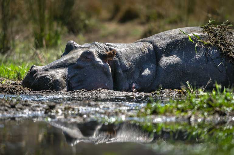 Hippo in water