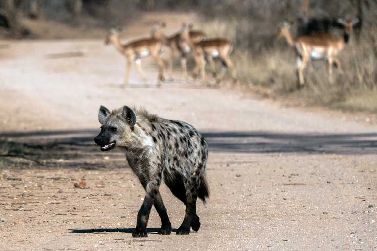 Hyena-on-Kruger-road