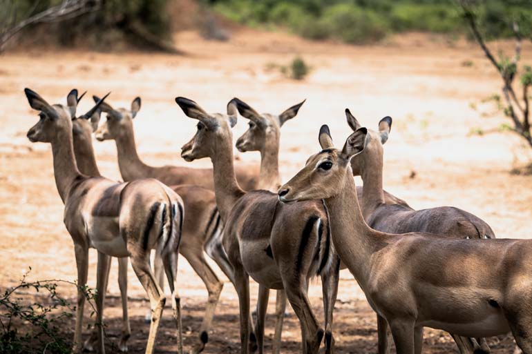 Group of impala 