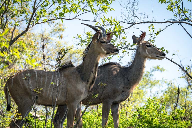 two kudu in northern Kruger