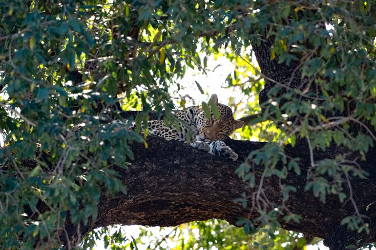 leopard in tree