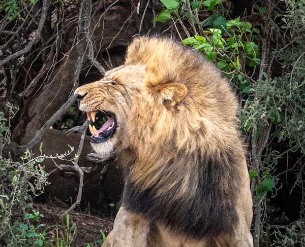 lion yawning