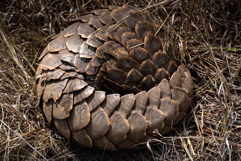 Pangolin with brown scales curled up in the grass at Kruger National Park