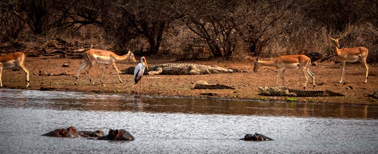 Sunset Dam with hippos, impala, crocodiles 