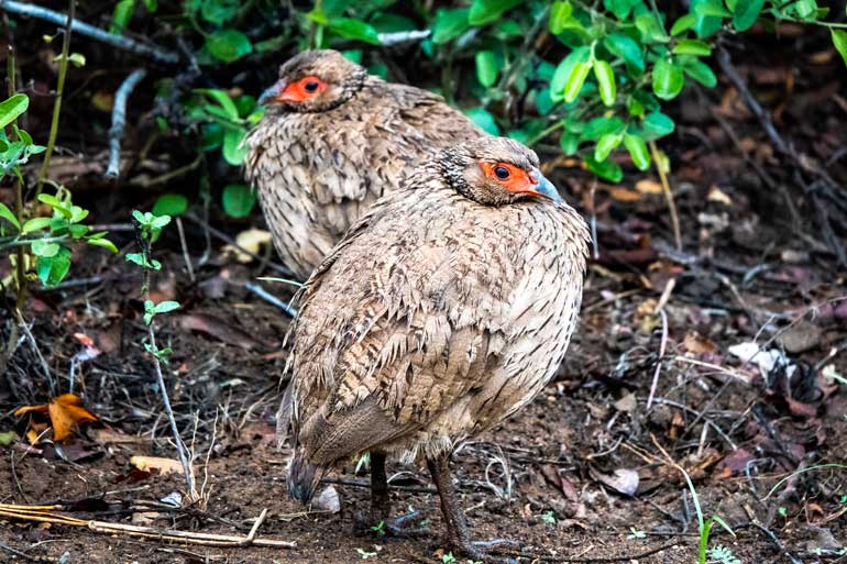 Swainson's-Spurfowl-in-rain