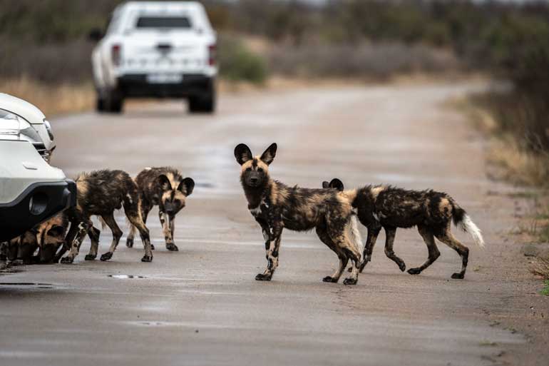 W-Wild-dogs-on-road-in-Kruger