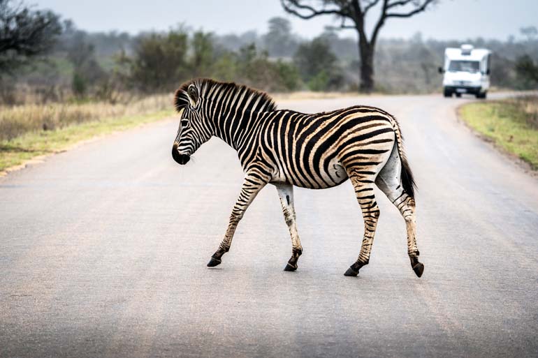 zebra on road in kruger