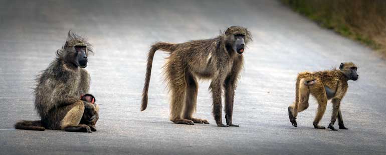 chacma baboons on kruger road