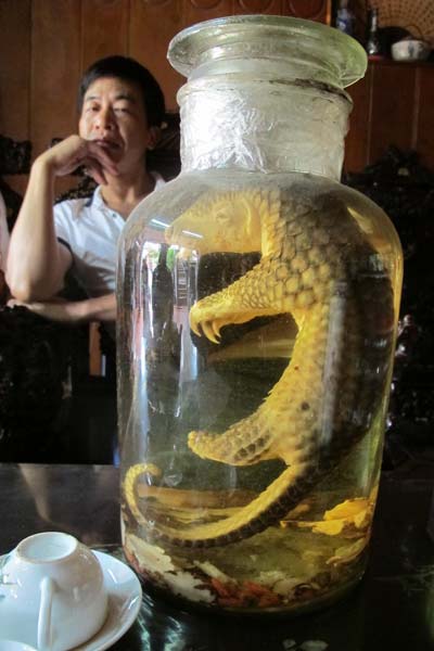 Baby pangolin in rice wine