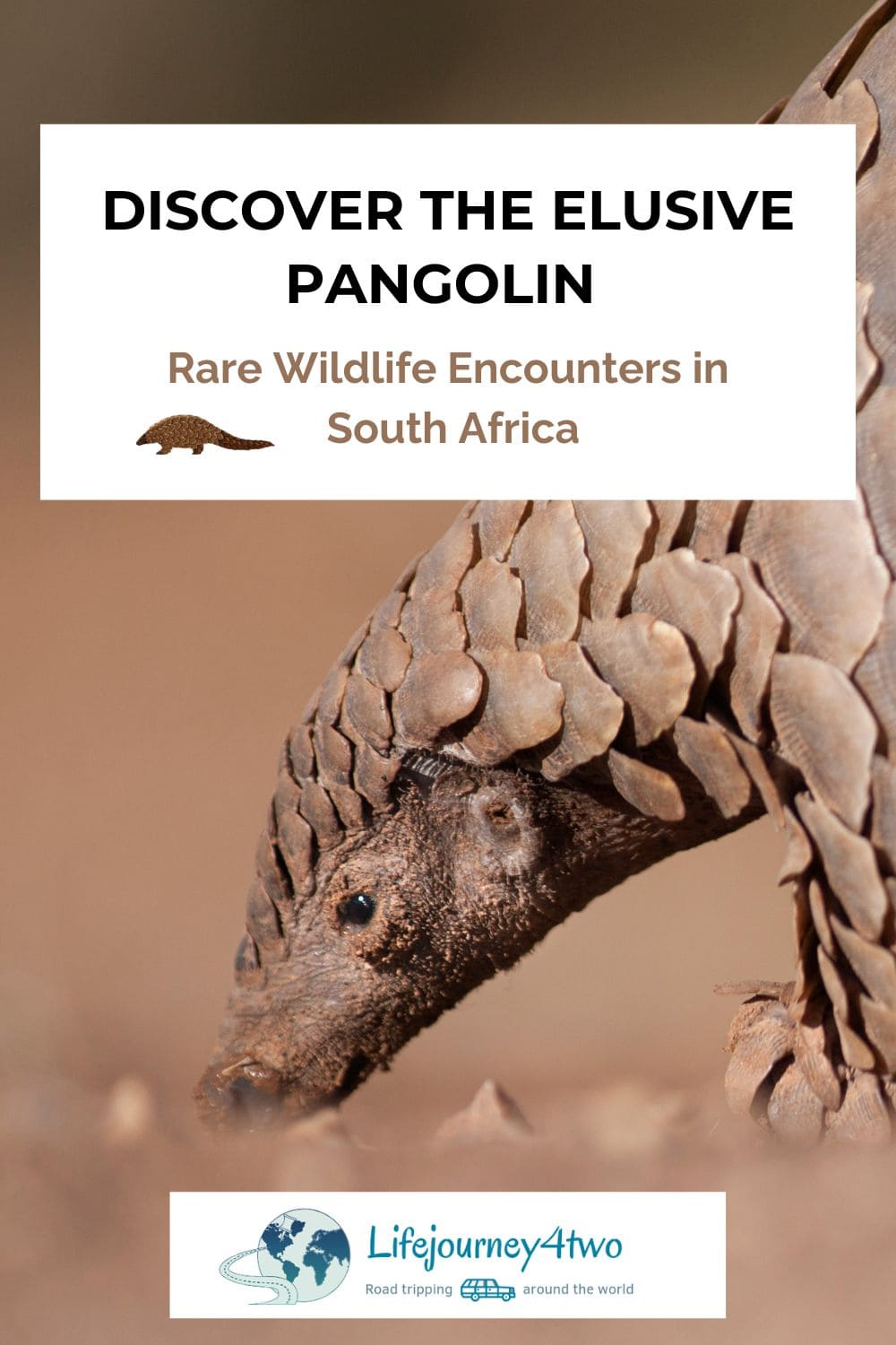 Finding pangolin in South Africa Pinterest pin
