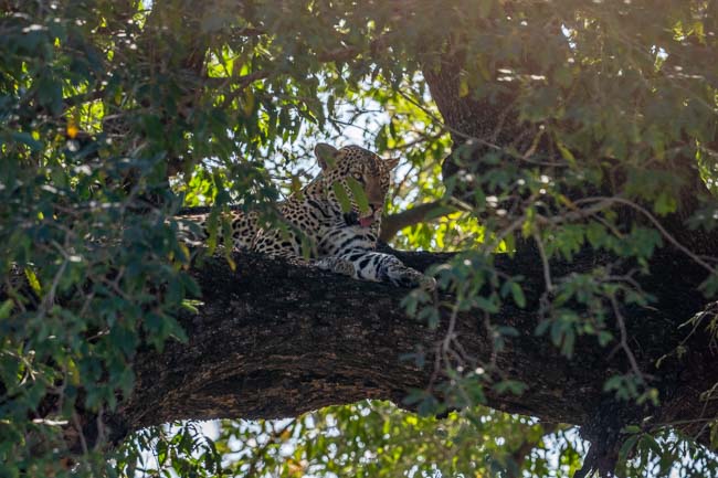 Kruger Accessories_leopard in tree1