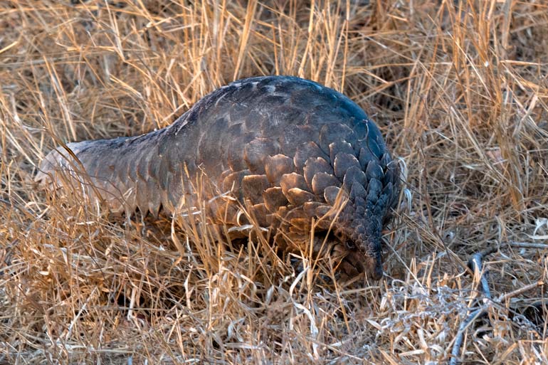 P-Pangolin-front-and-side-