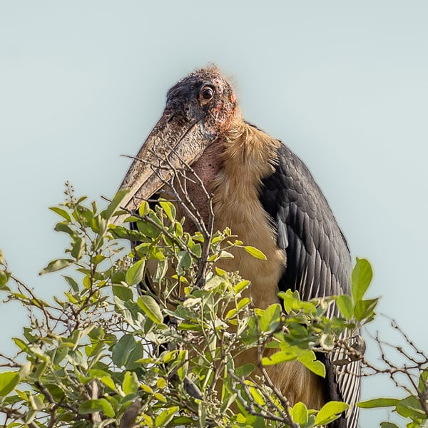 marabou stork 