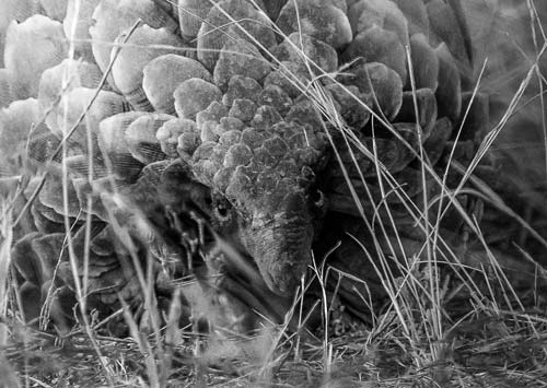 Pangolin-black-and-white