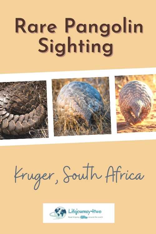 Unbelievable Rare Pangolin Sighting in Kruger