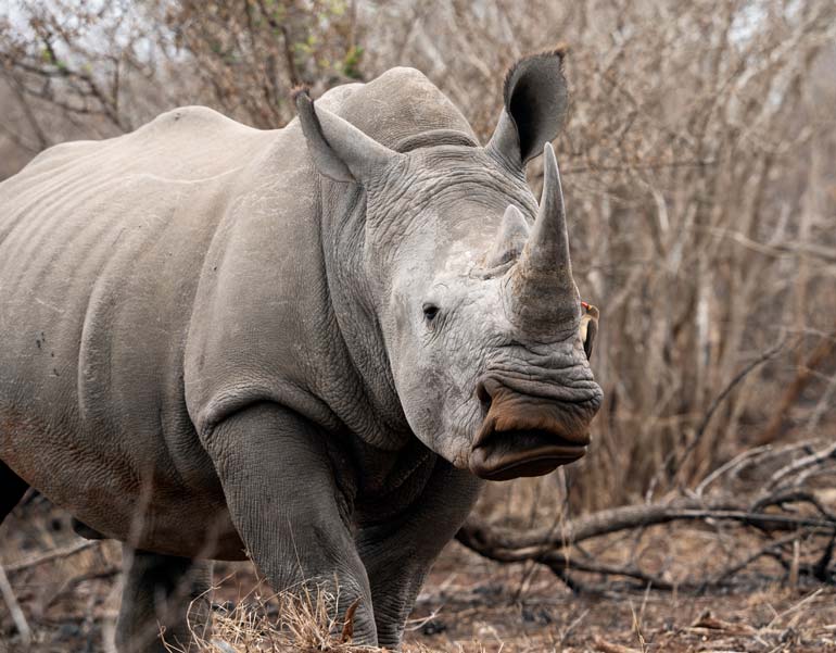 Rhino up close