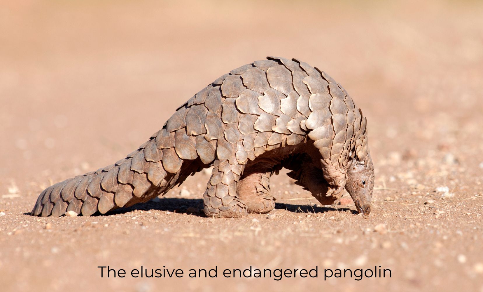 a pangolin - a brownish coloured creature covered in scales 