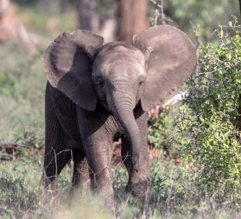 Animals in Kruger National Park: A Safari Adventure