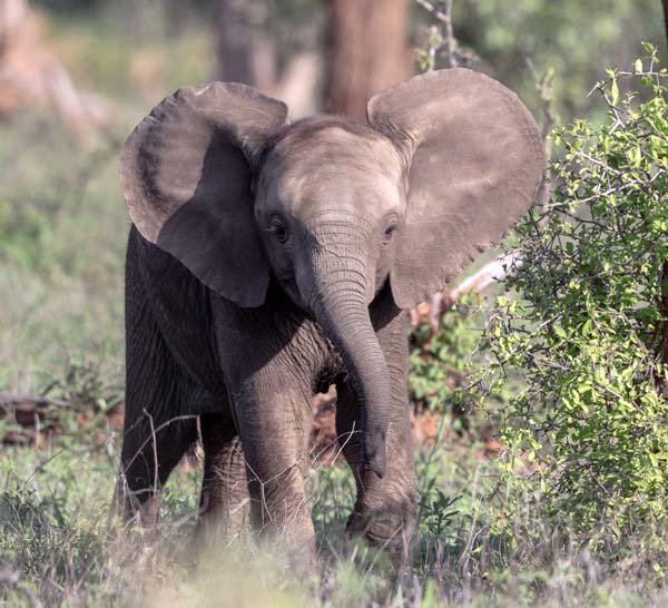 Animals in Kruger National Park: A World of Beauty and Brutality ...