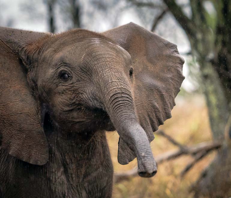 Inquisitive baby elephant lifting his trunk whilst looking at us