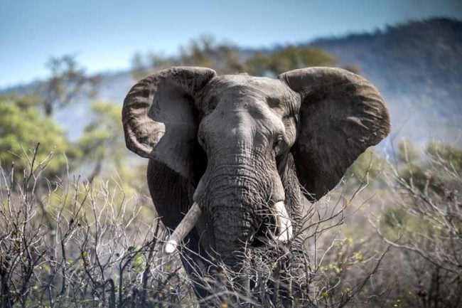 Animals in Kruger National Park: A Safari Adventure