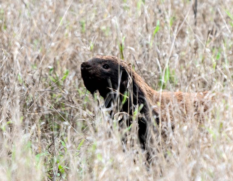 Honey badger in Kruger national park