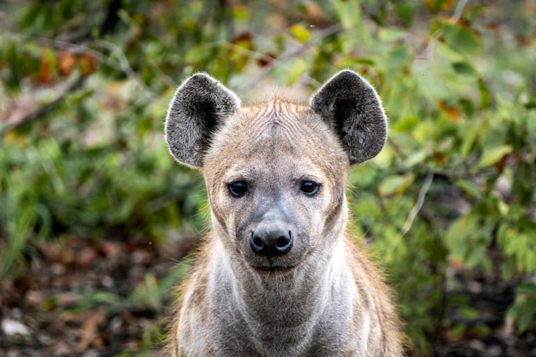 Hyena-looking-at-camera