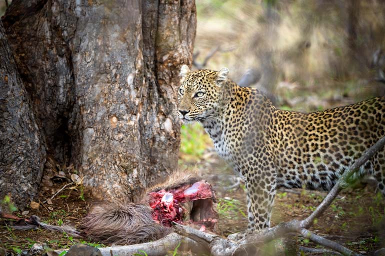 leopard stood by a half eaten carcass of a baboon in Kruger