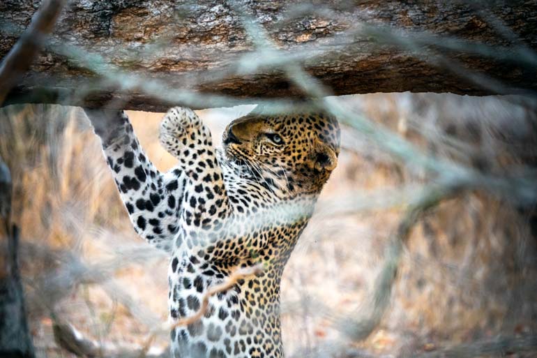 W-Leopard-by-tree-in-Kruger