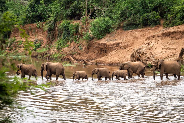 W-Line-of-elephants-in-river