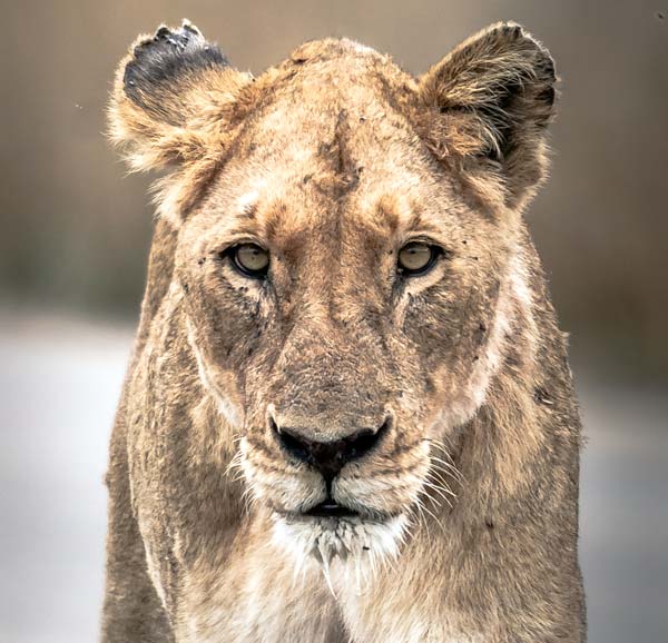 W-Lion- close up of a lioness face