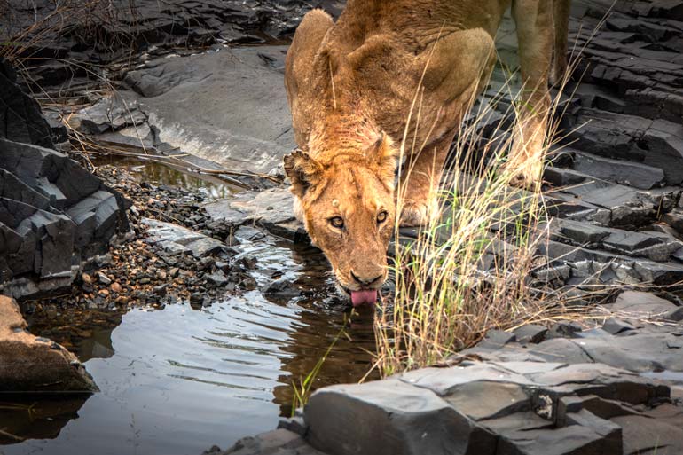 Lioness drinking in Kruger National Park