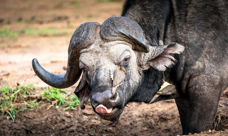 W-One-horned-buffalo-