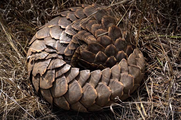 pangolin in kruger national park