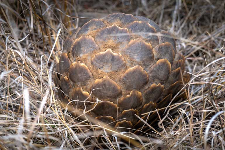 pangolin curled into a ball