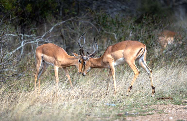 two impala head to head