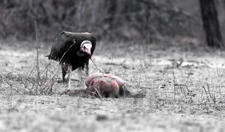 Vulture in Kruger national Park