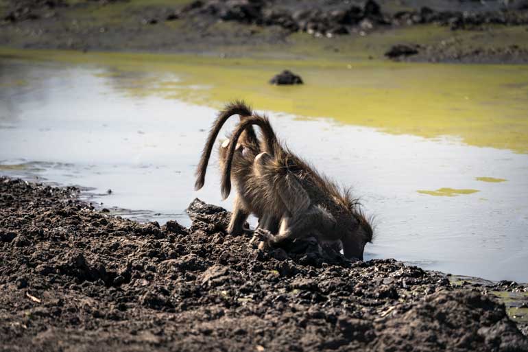 W-baboons-drinking-from-waterhole-bums-up