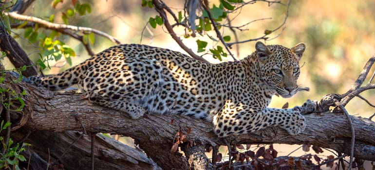 leopard-on-branch in Kruger