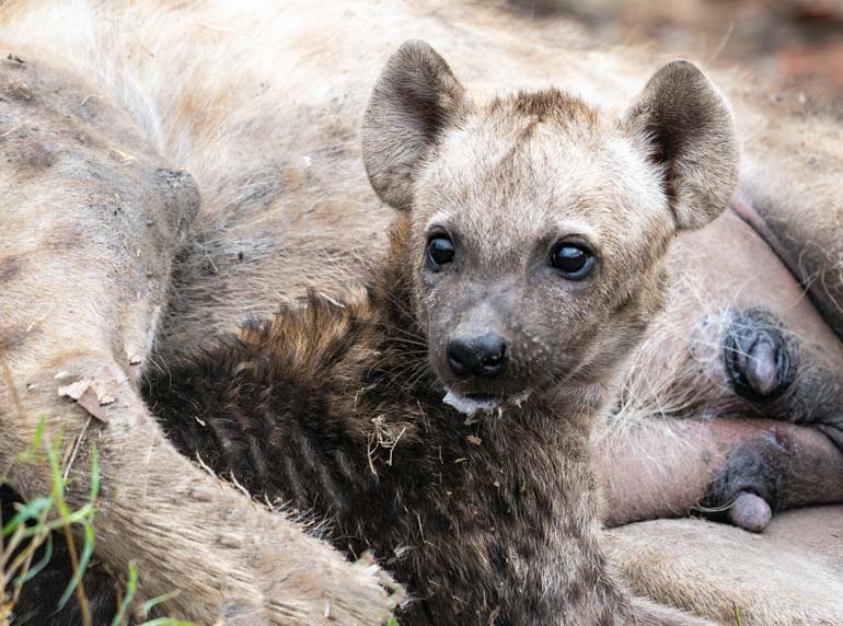 milky-faced-Hyena