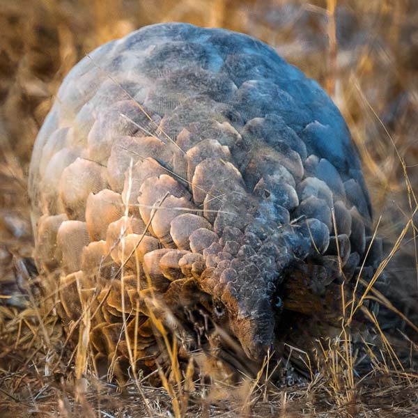 pangolin captured on a road trip through the south african bush