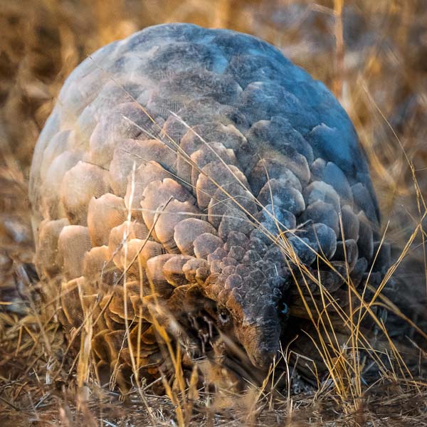 pangolin - animal covered in keratin scales