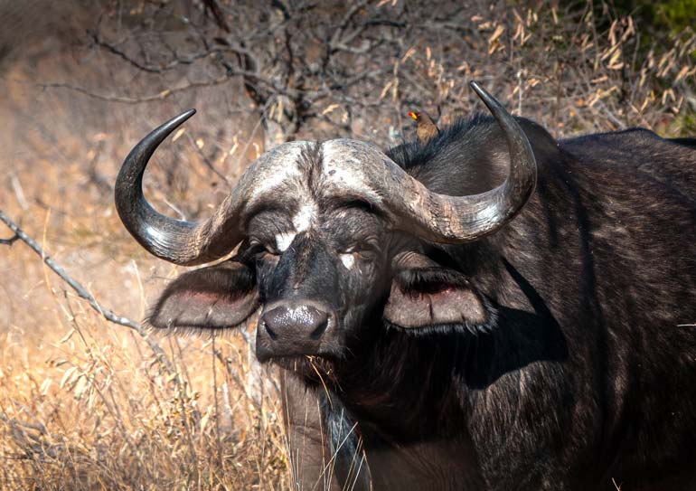 buffalo in Kruger National park