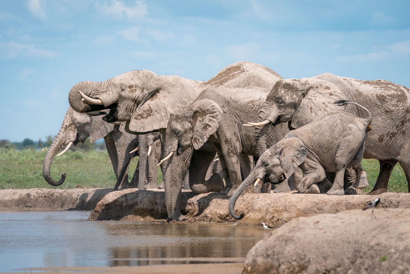 a herd of elephants drinking at a waterhole