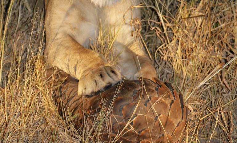 lion paws on a pangolin rolled up into a ball