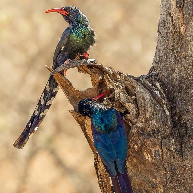 2 Green Wood Hoopoes_Birds in Kruger National Park