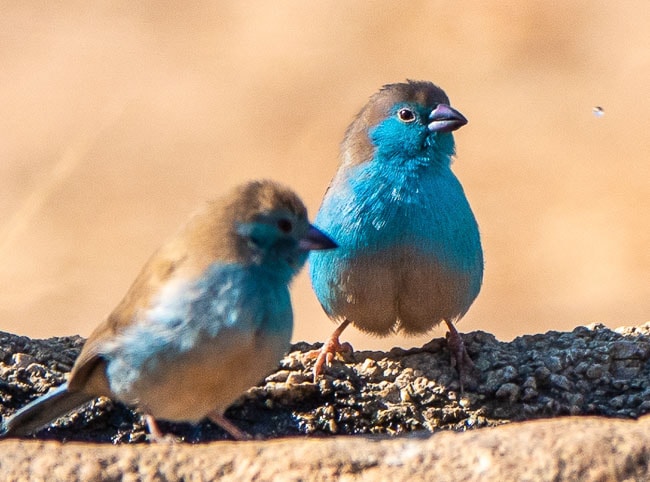 2 x blue Waxbill_Birds in Kruger National Park