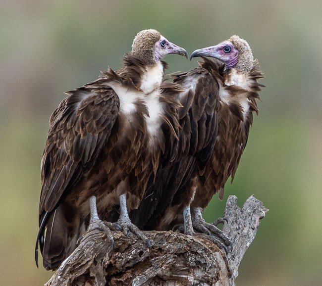 2 x hooded vultures_Birds in Kruger National Park