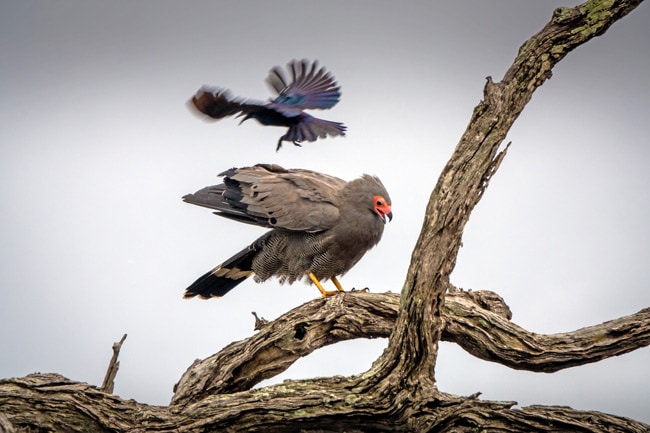 African-Harrier-Hawk_Birds-in-Kruger-National-Park