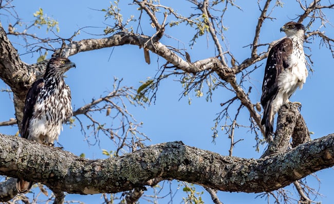 African-Hawk-Eagle-x-2_Birds in Kruger National Park